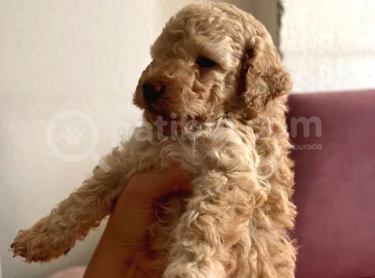 Orji̇nal Toy Poodle görsel