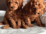 Evdeki neşe kaynağı poodle