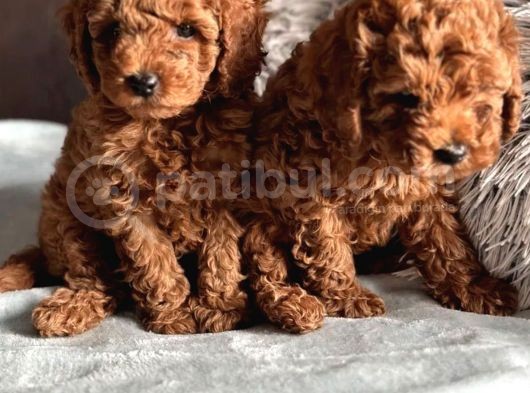 Evdeki Neşe Kaynağı Poodle