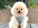 Sempatik pomeranian yavrular