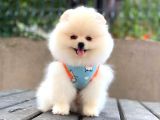 Sempatik Pomeranian Yavrular