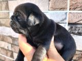Pugmops Bebekler