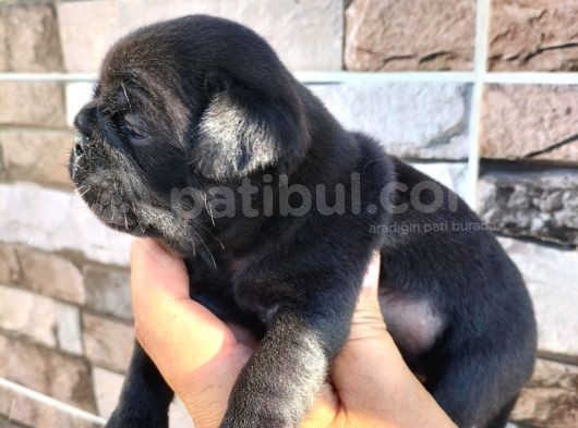 Pugmops Bebekler görsel