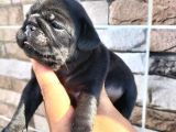Pugmops Bebekler