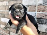 Pugmops Bebekler