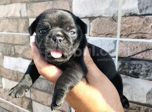 Pugmops Bebekler görsel