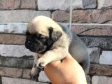 Pugmops Bebekler