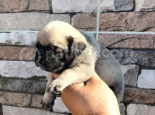 Pugmops Bebekler görsel