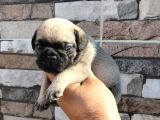 Pugmops bebekler