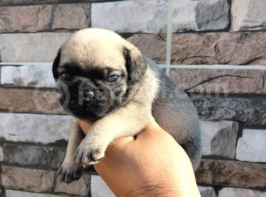 Pugmops Bebekler