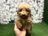 TATLI MALTİPOO YAVRULARI