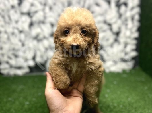 Tatli Malti̇poo Yavrulari