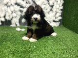 Phantom Malti̇poo Yavrulari