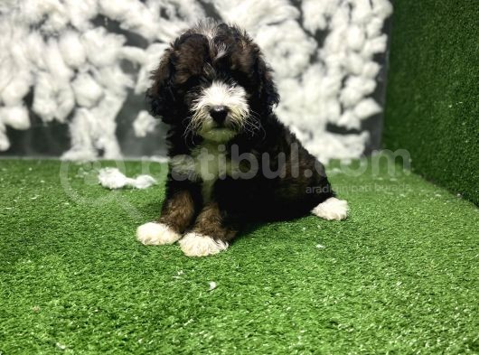 Phantom Malti̇poo Yavrulari görsel