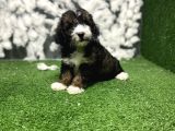 PHANTOM MALTİPOO YAVRULARI