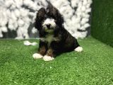 Phantom Malti̇poo Yavrulari