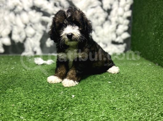 Phantom Malti̇poo Yavrulari görsel