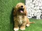 Gülen Yüz Malti̇poo Yavrulari