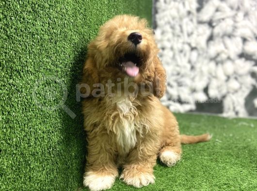 Gülen Yüz Malti̇poo Yavrulari görsel