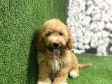 GÜLEN YÜZ MALTİPOO YAVRULARI