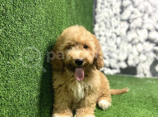 Gülen Yüz Malti̇poo Yavrulari