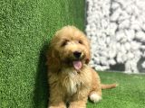 Gülen Yüz Malti̇poo Yavrulari
