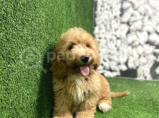 Gülen Yüz Malti̇poo Yavrulari görsel