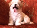 MALTİPOO DİŞİ