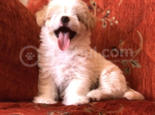 Malti̇poo Di̇şi̇