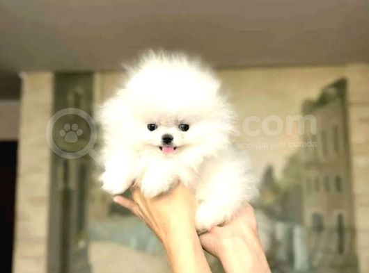Ev Üretimi Pomeranian Bebekler