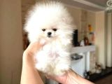Ev Üretimi Pomeranian Bebekler