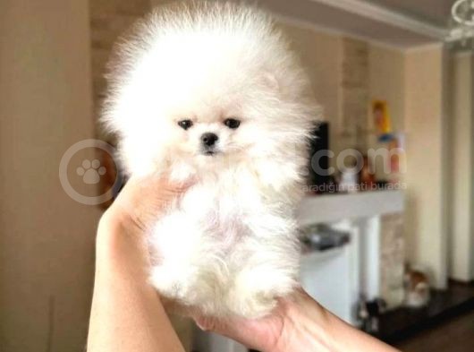Ev Üretimi Pomeranian Bebekler görsel