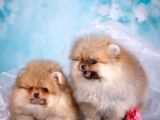 Ev Üretimi Pomeranian Bebekler