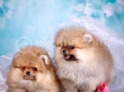 Ev Üretimi Pomeranian Bebekler görsel