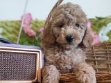 Mi̇nyatür Red Toy Poodle Yavrular