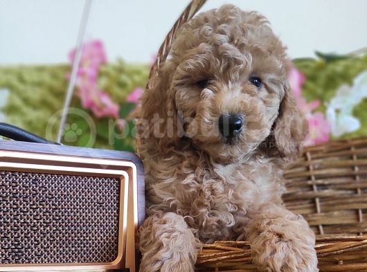 Mi̇nyatür Red Toy Poodle Yavrular görsel