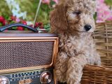 Mi̇nyatür Red Toy Poodle Yavrular