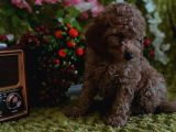 Mi̇nyatür Red Toy Poodle Yavrular