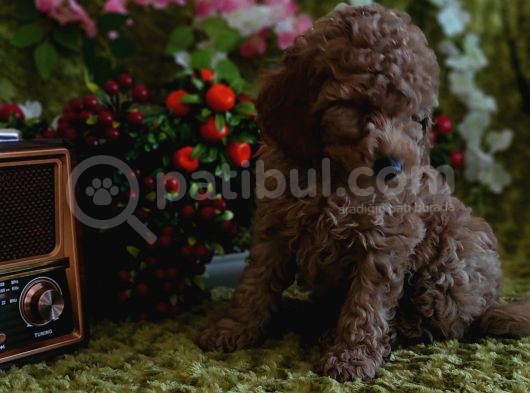 Mi̇nyatür Red Toy Poodle Yavrular görsel