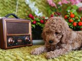 Mi̇nyatür Red Toy Poodle Yavrular