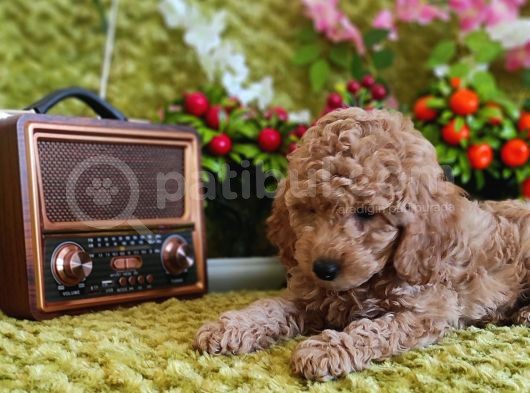 Mi̇nyatür Red Toy Poodle Yavrular görsel