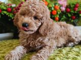 Mi̇nyatür Red Toy Poodle Yavrular