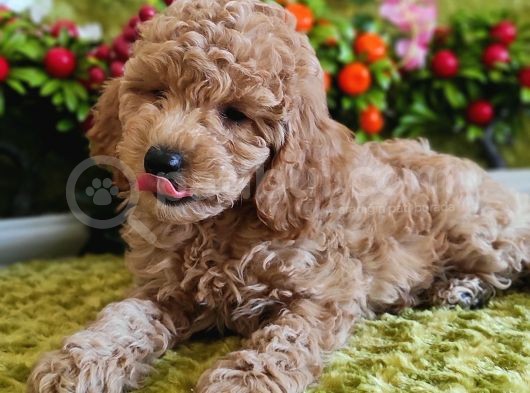 Mi̇nyatür Red Toy Poodle Yavrular görsel