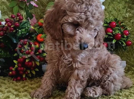 Mi̇nyatür Red Toy Poodle Yavrular görsel