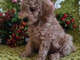 MİNYATÜR RED TOY POODLE YAVRULAR