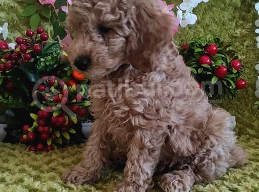 Mi̇nyatür Red Toy Poodle Yavrular