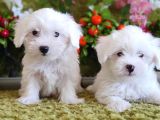 Bem Beyaz Si̇fi̇r Numara Maltese Teri̇er
