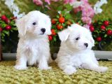 Bem Beyaz Si̇fi̇r Numara Maltese Teri̇er