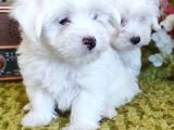 Bem Beyaz Si̇fi̇r Numara Maltese Teri̇er