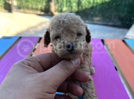 Bir Avuç Toy Poodle görsel